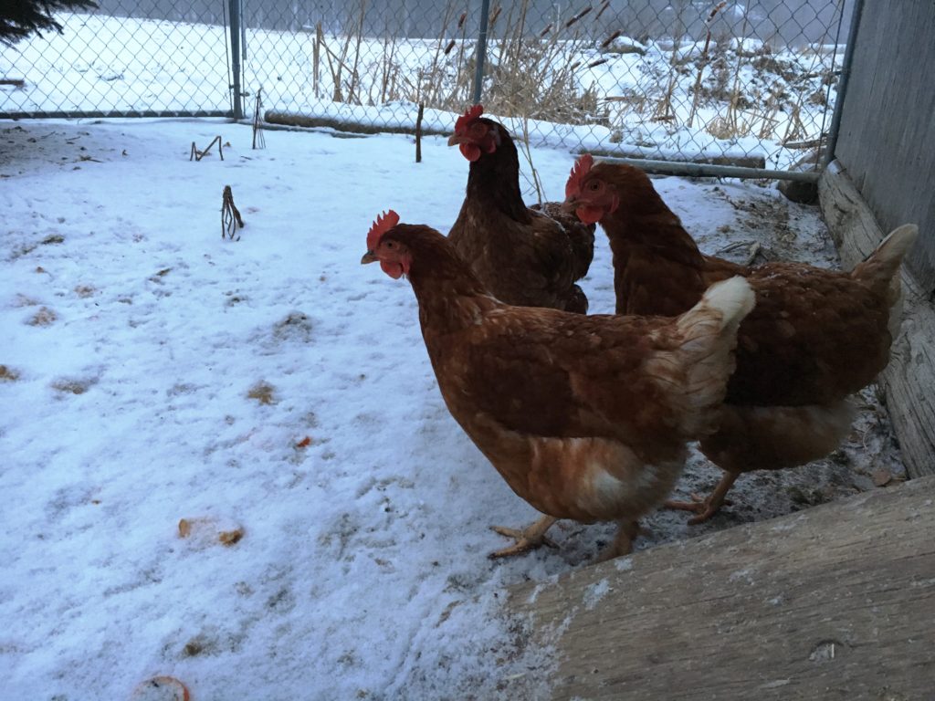 Chickens enjoy being outdoors and indoors during winter season.