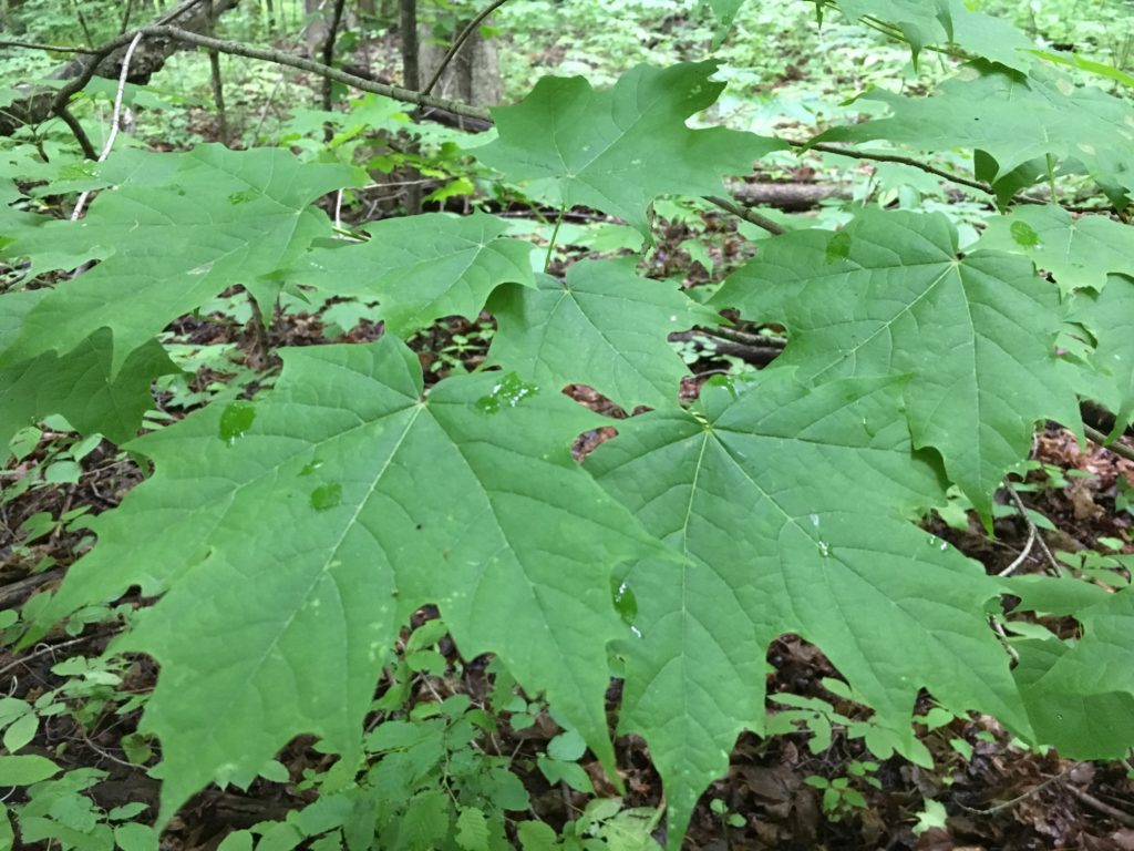 Leaves of a Sugar Maple Tree