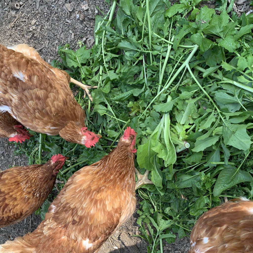 Laying hens eating garden clippings as a healthy treat