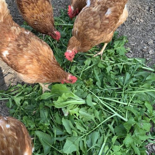 Laying hens eating garden clippings as a healthy treat