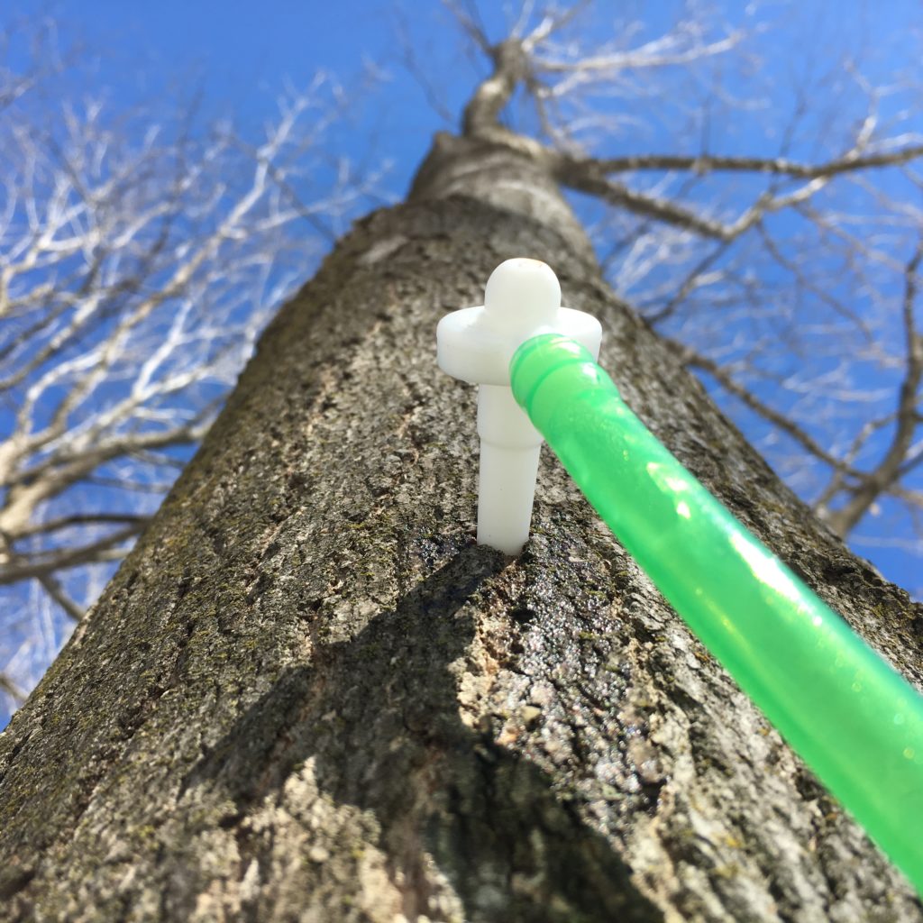 Sugar Maple Tree with a spout tapped into place with plastic pipeline