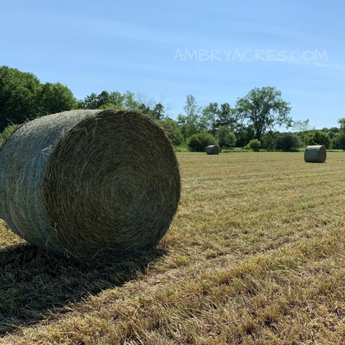 Beef herd eats round bales of hay during the winter months