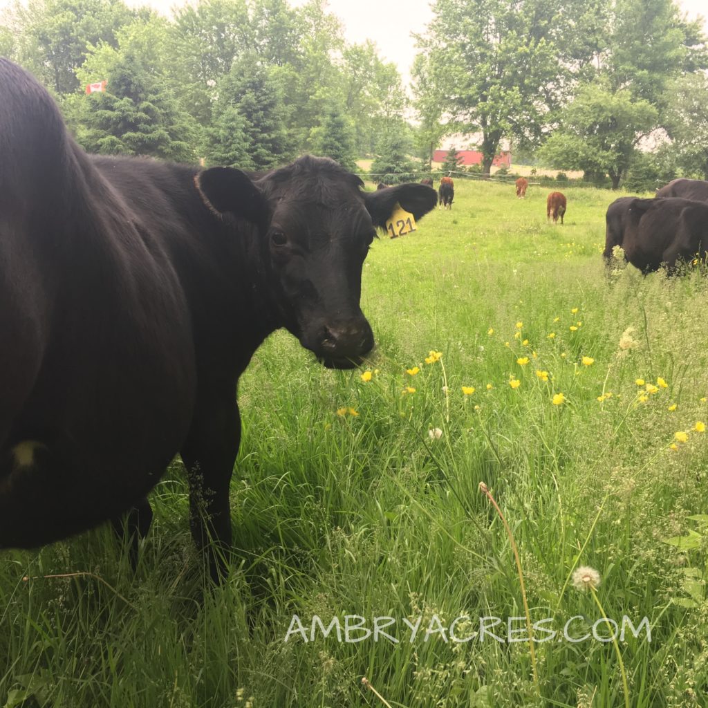 Beef Herd out on pasture