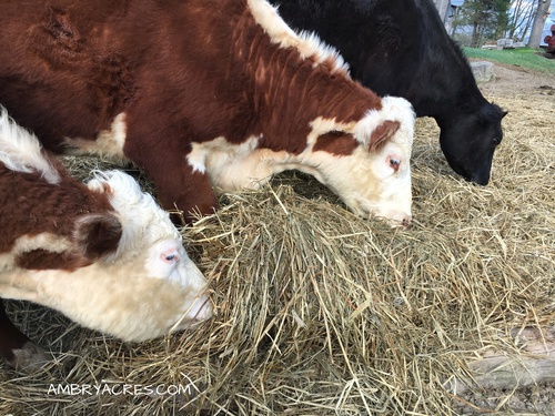 Beef cows eating hay