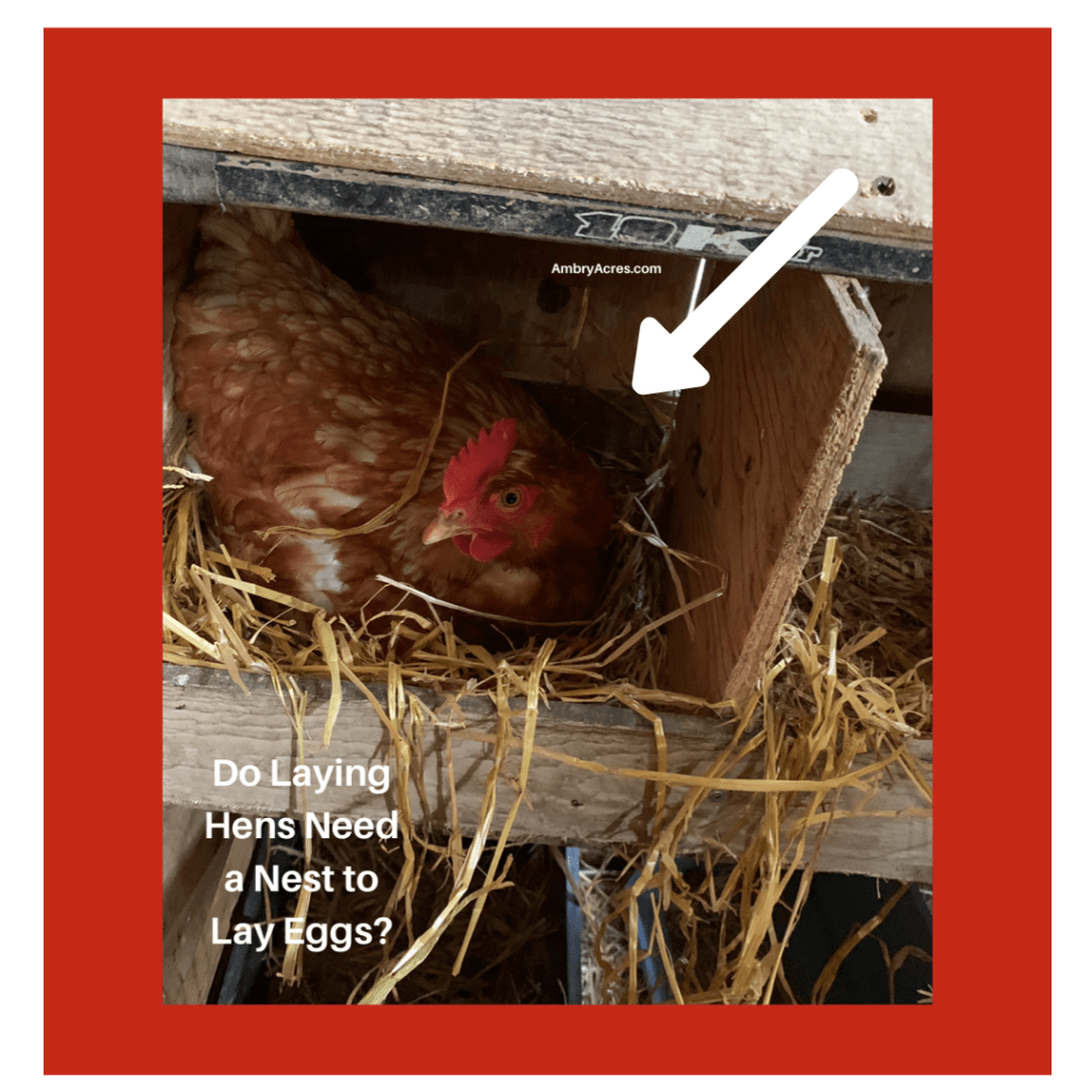 laying hens need a nesting box