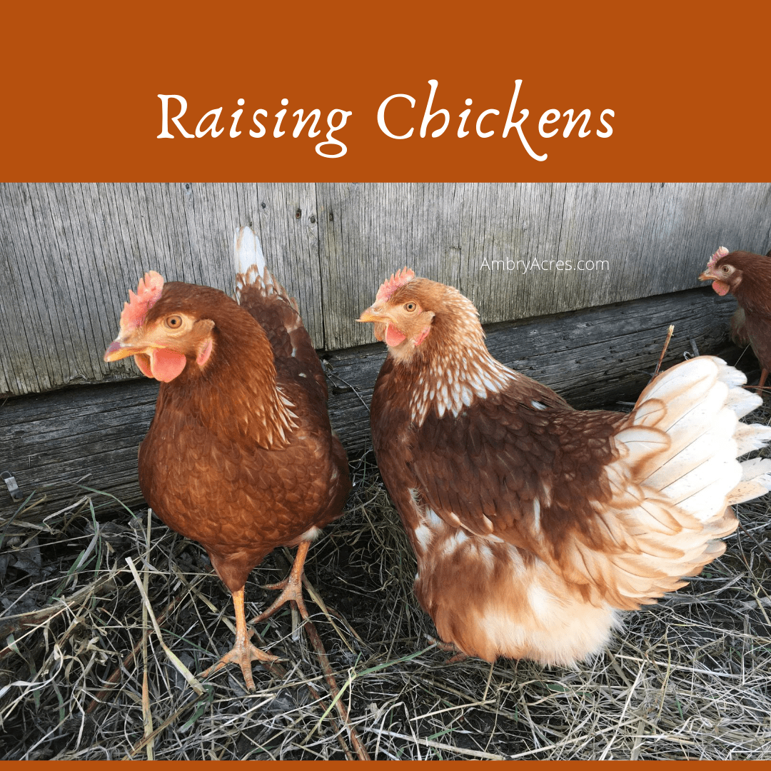 Rhode Island Red Laying Hens