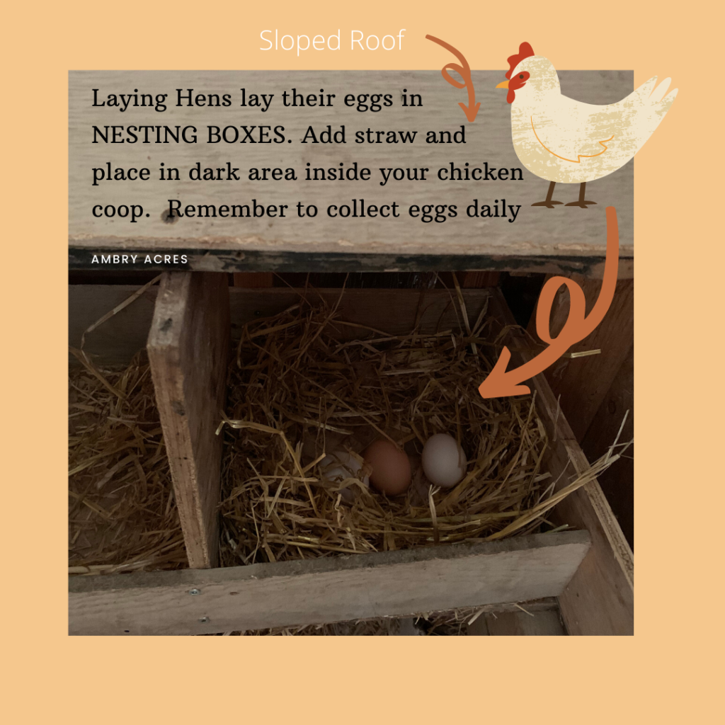 Nest Box Elegance Sloping Roof - Food4Wildbirds