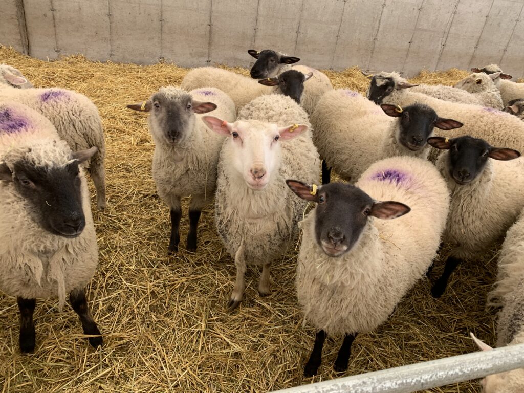 Raising Sheep - Ambry Acres | Small Farm Expanding Sheep Flock to 101