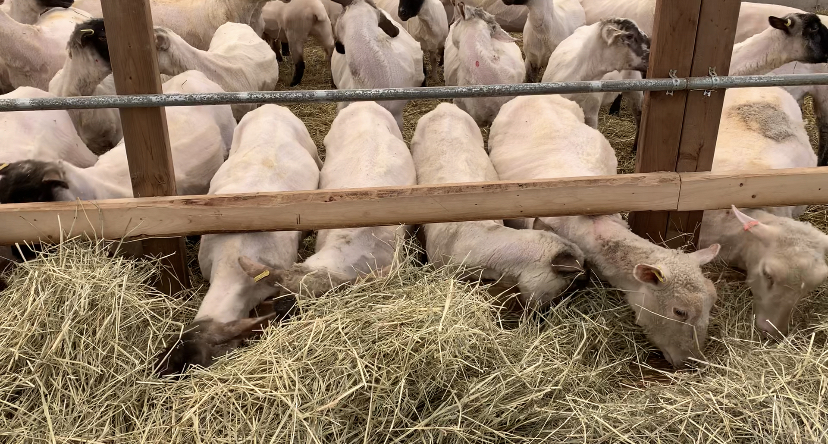 Shorn ewes take up less room at the feed alley allowing better feed access for the flock.