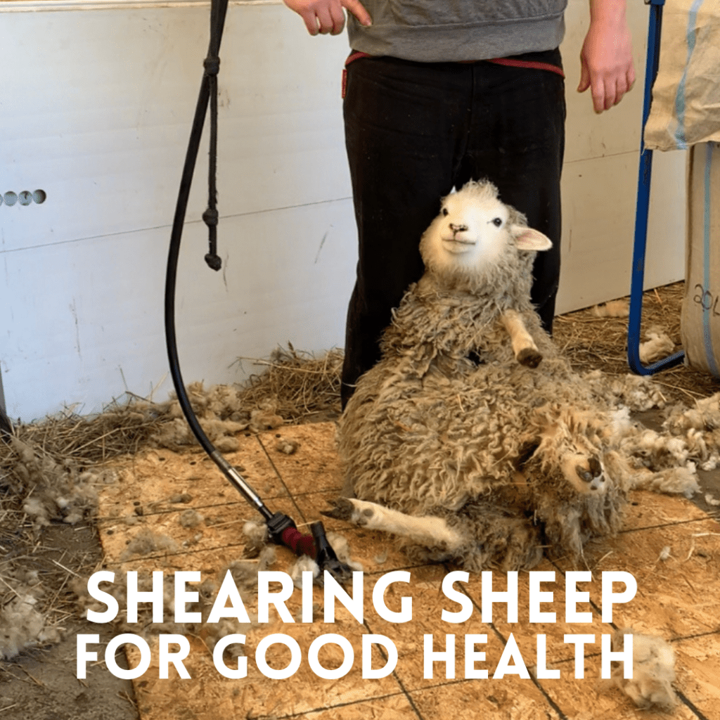 Ewe ready to be sheared