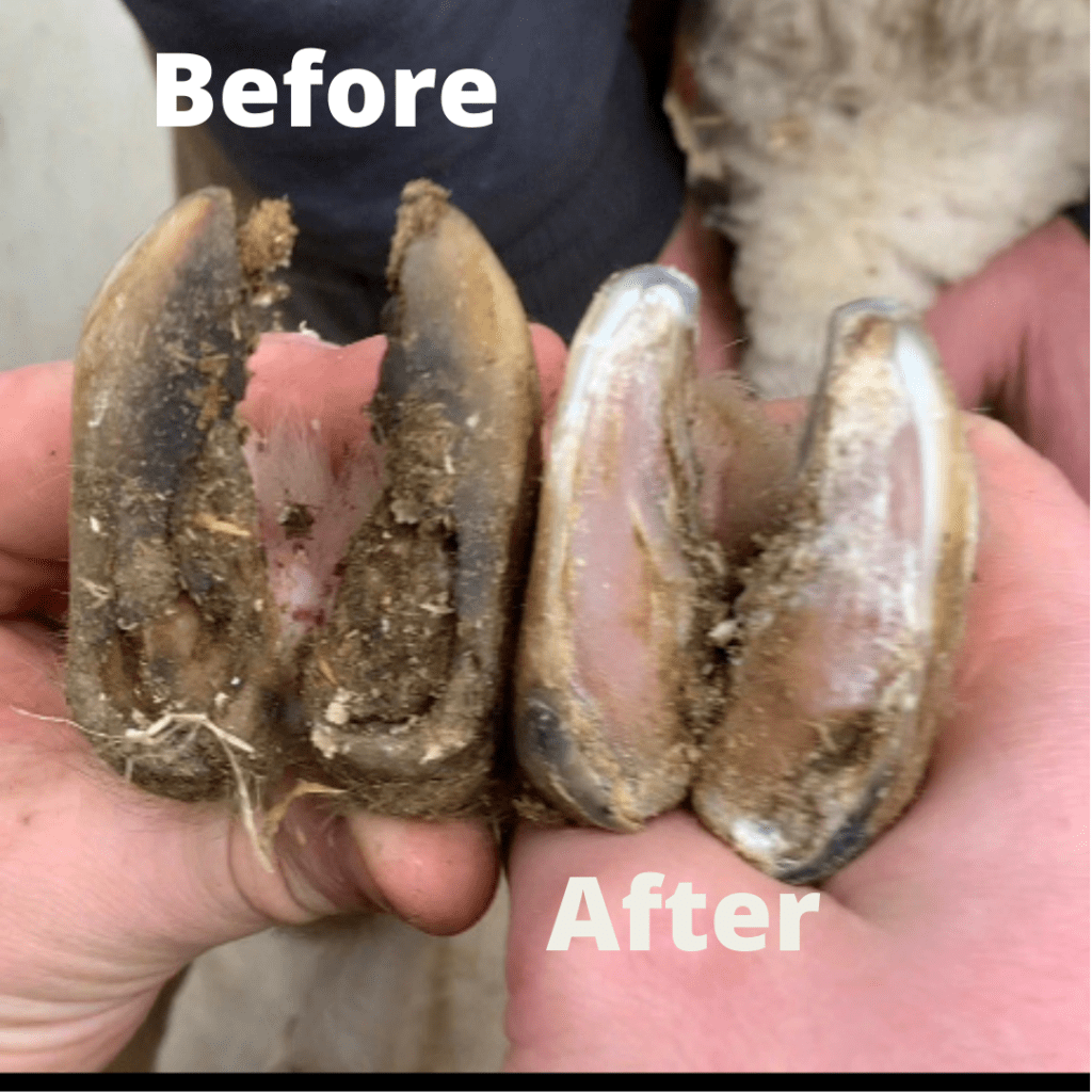 Sheep Hooves before and after trimming