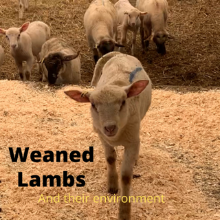 Wean Lambs to Grow Quickly - Ambry Acres
