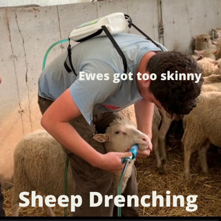 Drenching Sheep Flock