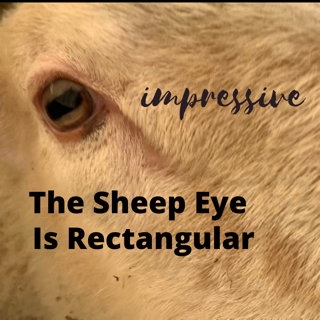 The Sheep Eye is Interesting - Ambry Acres | Has a Rectangular Pupil