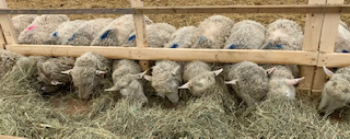 Sheep eating hay inside the barn