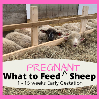 Sheep eating during first 15 weeks of gestation
