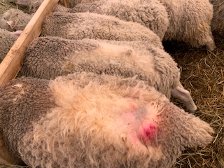 sheep losing their wool