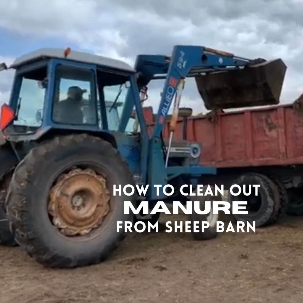 tractor with loader removing sheep manure from barn