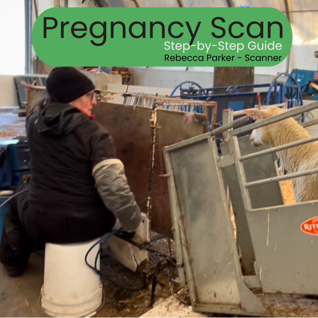 Pregnancy scanning sheep