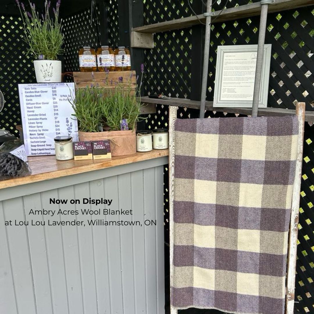 purple and white Canadian wool blanket on display at lou lou lavender in williamstown, Ontario, surrounded by warm, rustic decor.
