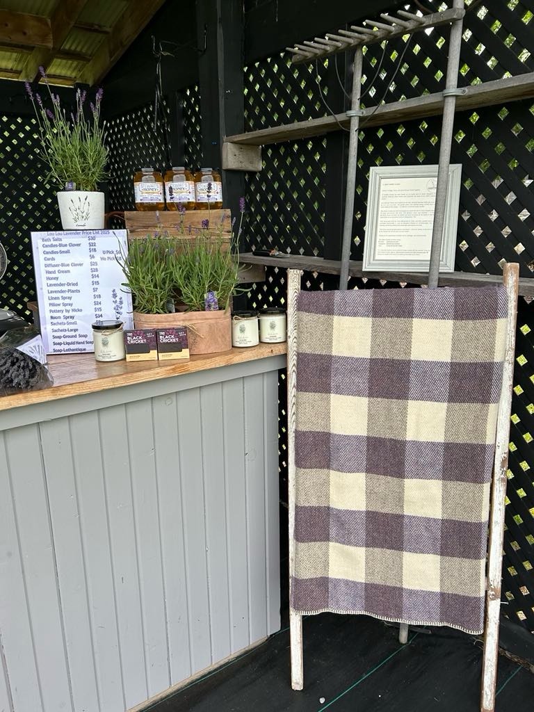 Lou Lou Lavender Display