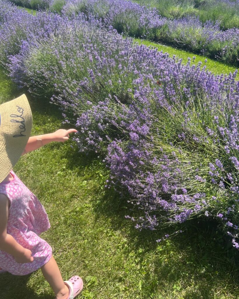 admiring the lavender fields in bloom