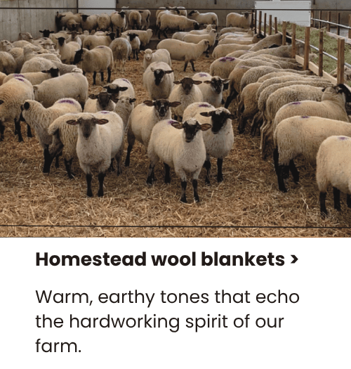 Ambry Acres Sheep Flock